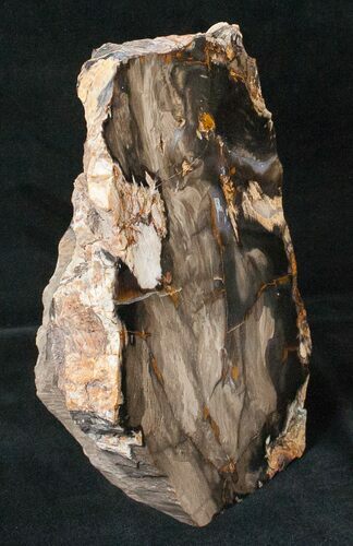 Free-Standing Petrified Wood (Sequoia) - Rogers Mtn, OR #16902